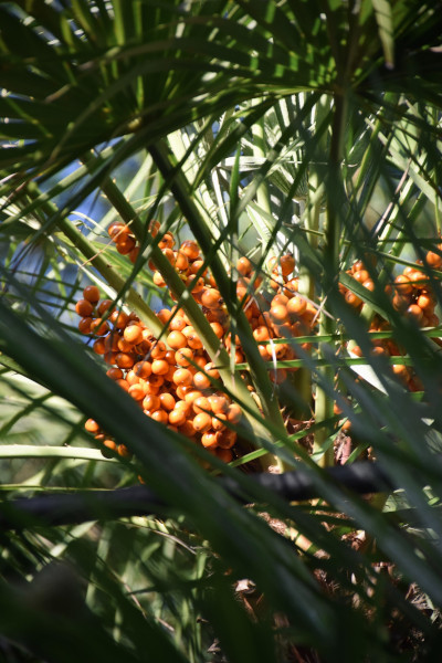 Palme