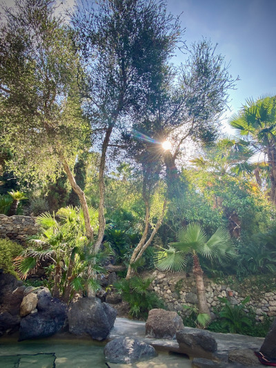 Piante Terme